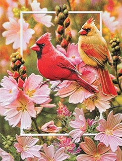 Mellow Mallow | Cardinal greeting cards