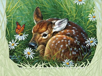 Tranquil Fawn | Inspirational sympathy cards