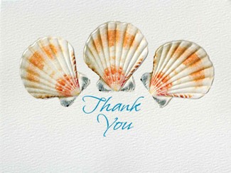 Seashell Trio | Seashell thank you note cards