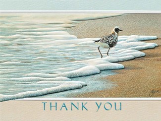 Black-Bellied Plover | Shorebird thank you note cards