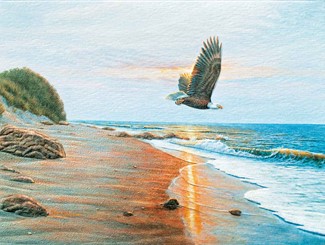 Free Bird | Bald eagle sympathy note cards