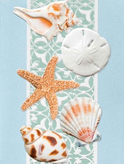 Serene Shells | Seashell get well greeting cards