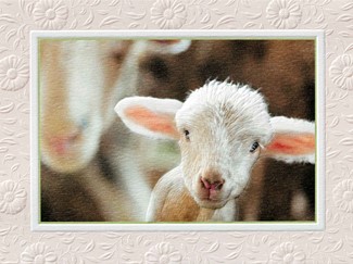 Little Lamb | Farm animal birthday greeting cards
