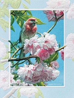 Finch in Pink | Songbird birthday greeting cards, Made in the USA