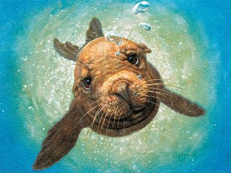 Sea Lion Hello | Sealife embossed birthday greeting cards