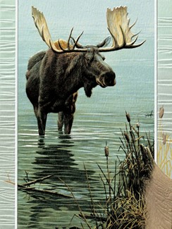 Wading Moose | Wildlife themed greeting cards