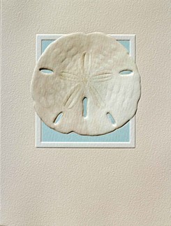 Sand Dollar | Seashell note cards