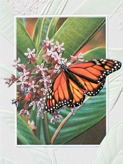 Monarch Butterfly | Embossed insect note cards
