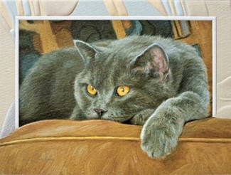 Comfortable | Cat lover note cards