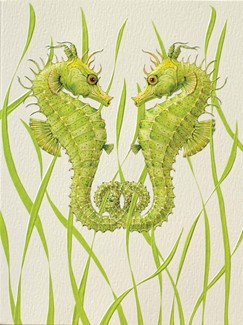 Seahorse Duo | Sealife blank greeting cards