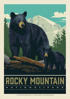 Wildlife Black Bears RMNP Postcard