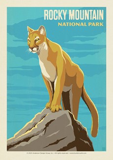 Rocky Mountain NP Cougar Postcard