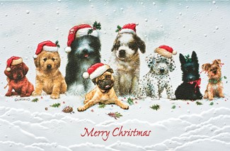 Christmas Canines | Cat & Dog boxed Christmas cards