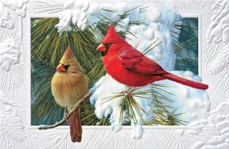 Candid Cardinals | Inspirational boxed Christmas cards