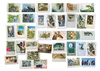 Deluxe Wildlife & Nature 36 Card Assortment | Assortment Boxed Cards, Made in the USA