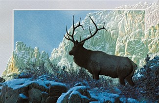 Top of the World | Wildlife themed boxed Christmas cards