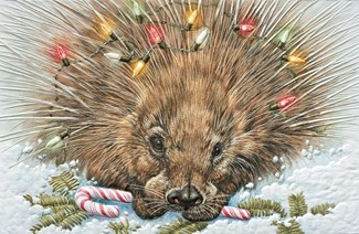 Princely Porcupine | Wildlife themed boxed Christmas cards