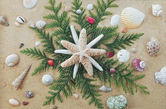 Seaside Stars | Palm tree boxed Christmas cards