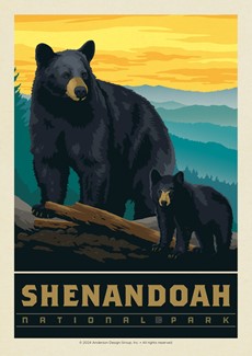 Shenandoah NP Wildlife Black Bears Postcard