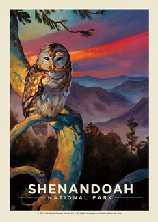 Shenandoah NP Barred Owl Postcard