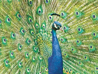 Peacock | Boxed notecards