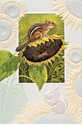 Sunflower Chipmunk (FR)