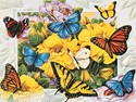 Butterfly Menagerie (BDIN)