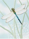 Dragonfly Jewel (BDIN)
