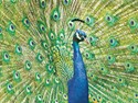 Peacock - BLANK