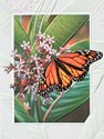 Monarch Butterfly - BLANK
