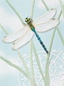 Dragonfly Jewel - BLANK