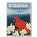 Shenandoah Cardinal on Dogwood Magnet