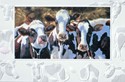 Dairy Queens Folded - W/Env