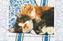 Sleepy Kitties Folded - W/Env