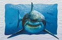 Smiley Shark Folded - W/Env