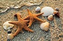 Starfish Pair (AN) Folded - W/Env