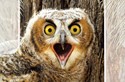 Great Horned Owlet (EN) Folded - W/Env