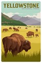 Yellowstone NP Bison Herd Magnetic PC