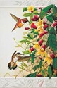 Rufous Hummingbirds Folded - W/Env