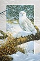 Snowy Owl