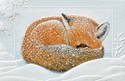 Napping Fox - BLANK