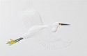 Snowy Egret