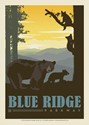 Blue Ridge Parkway Bear & Cubs Postcard (Single)