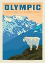 Olympic NP Mountain Goat Postcard (Single)