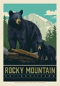 RMNP Wildlife Black Bears Postcard (Single)