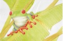 Red-Eyed Tree Frog (LF) Folded - W/Env