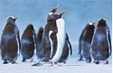 GENTOO PENGUIN FOLDED - W/ENV