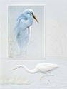 Solitary Egret (SY) Petite Folded - W/Env