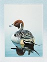 Pintail Duck Petite Folded - W/Env