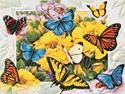 Butterfly Menagerie Petite Folded - W/Env